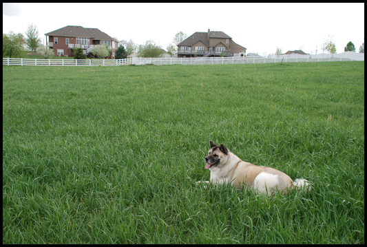 Healthy dogs require great nutrition, room to exercise, and lots of love and affection